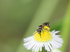 花にハチ