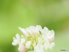 シロツメクサの花