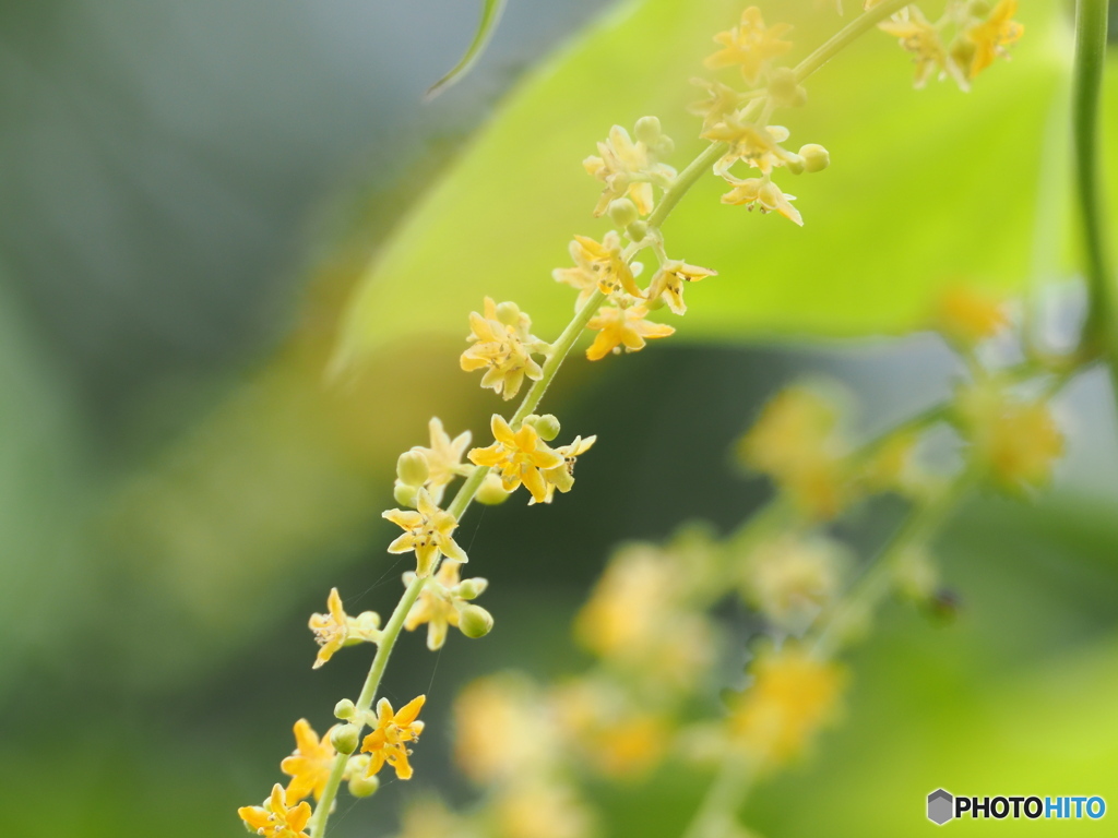 カエデドコロの花