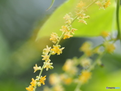 カエデドコロの花