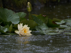 恵みの雨