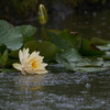 恵みの雨