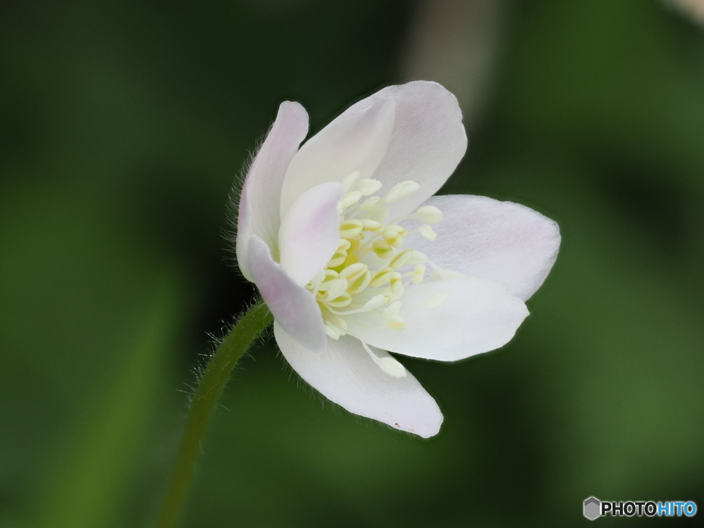 白いニリンソウの花