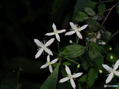 白い花