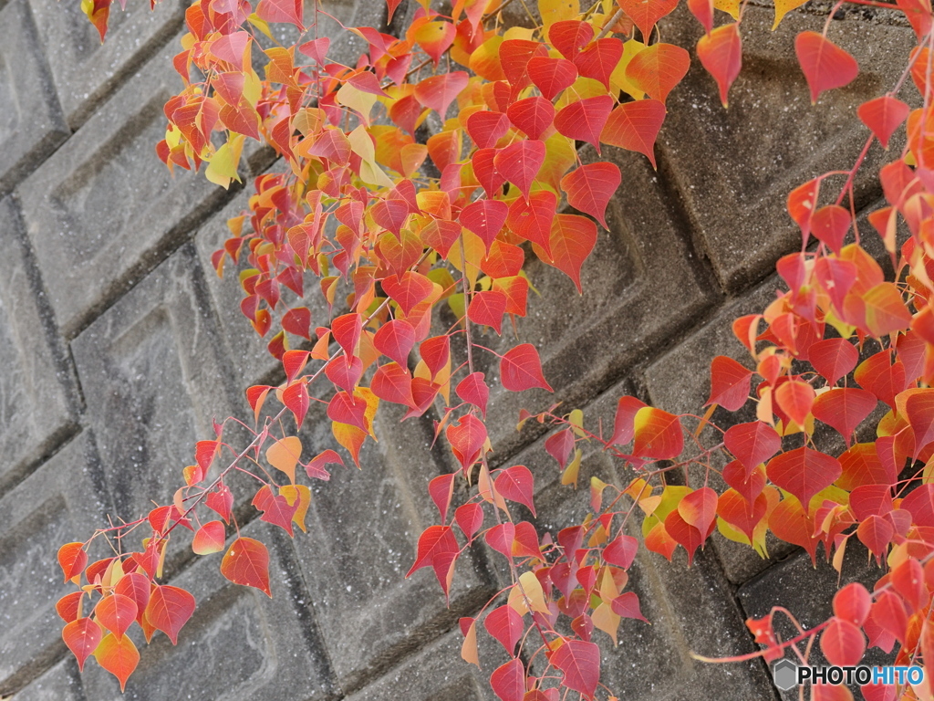 紅葉