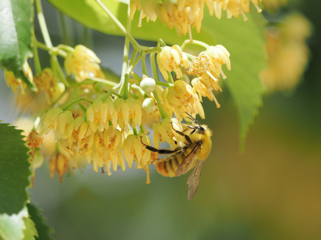 菩提樹の花