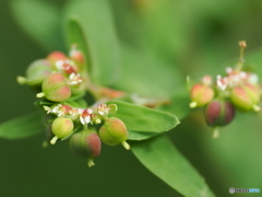 ちっさいけども名前はでっかく大錦草