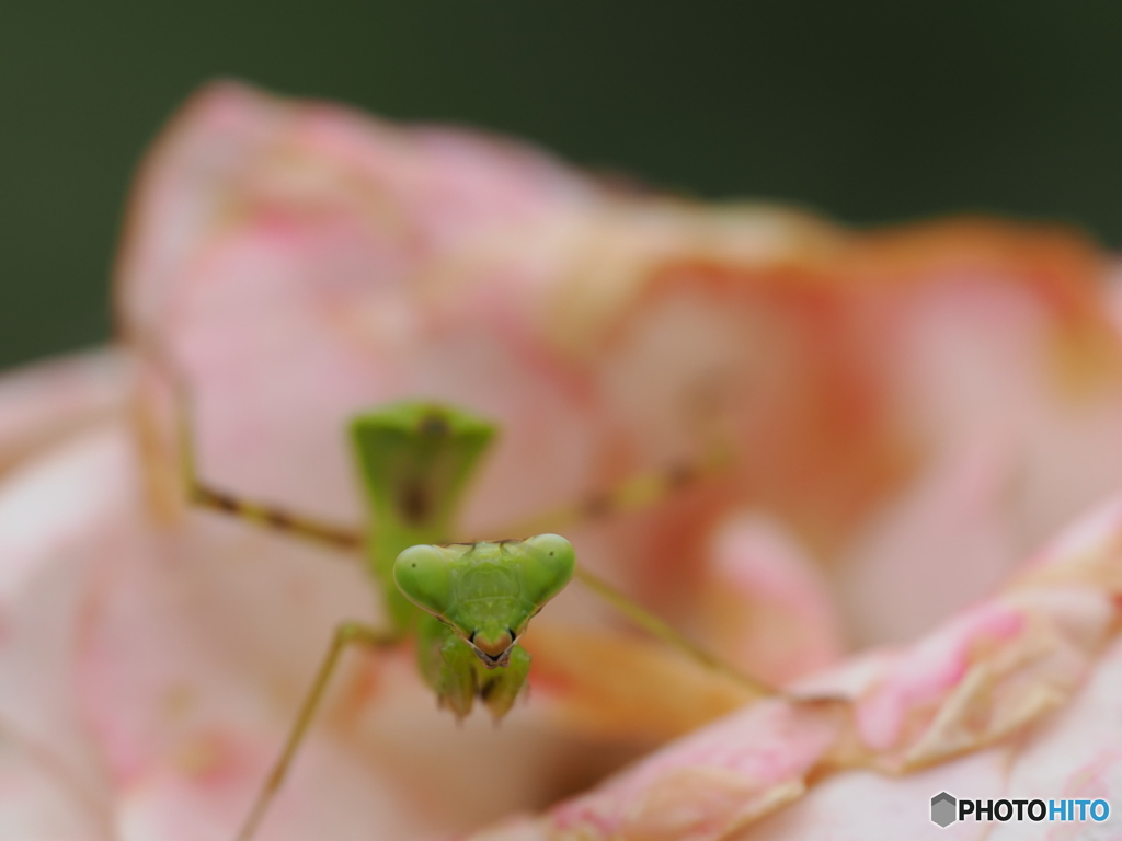 キリッ