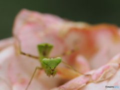 キリッ