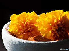 テーブルフォト