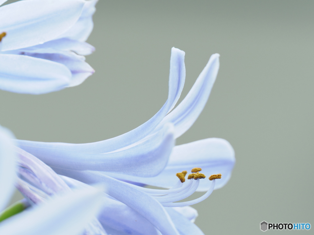 夏の花