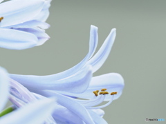 夏の花
