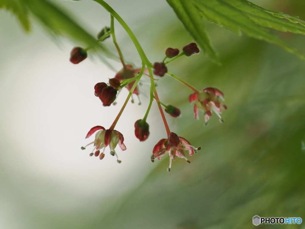 モミジの花