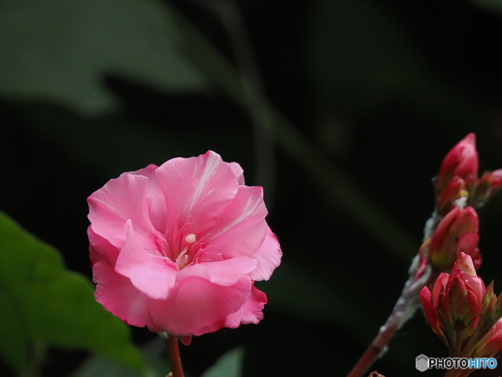 ピンクの花