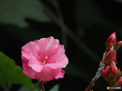 ピンクの花