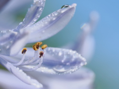 通り雨