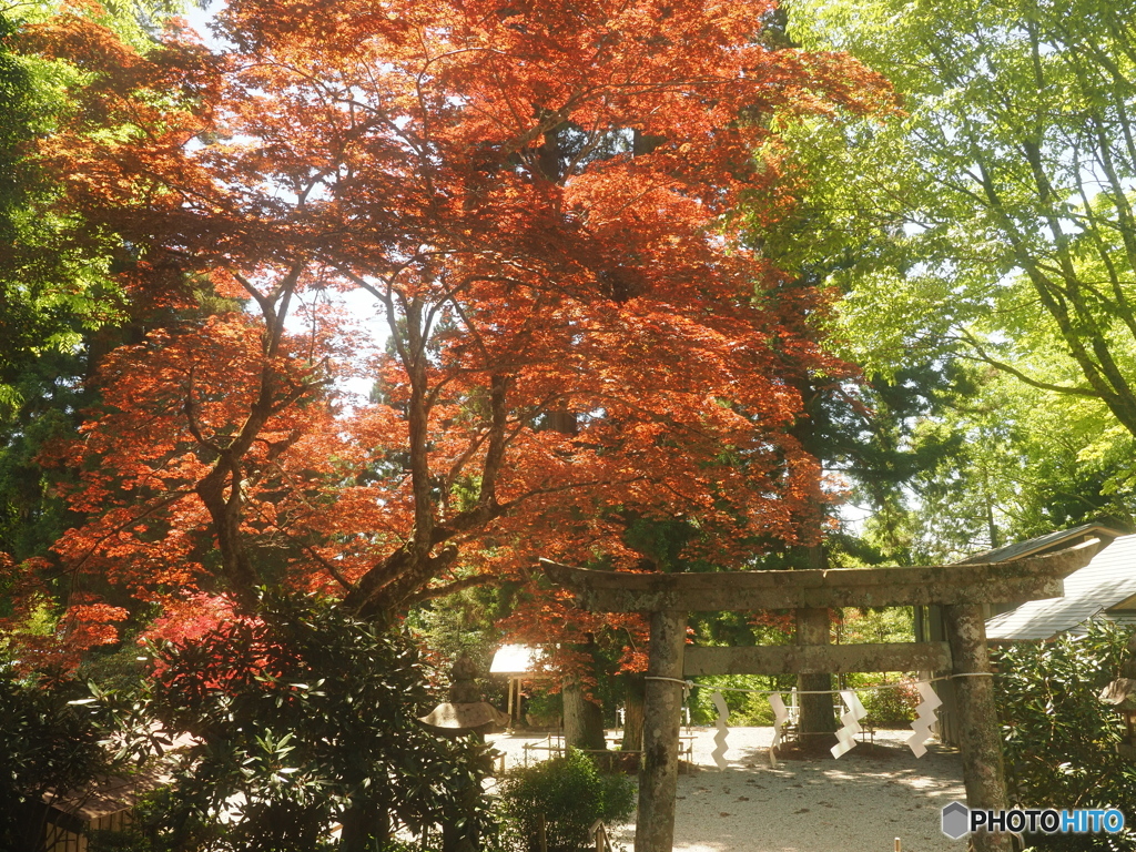 神社の境内の赤モミジ