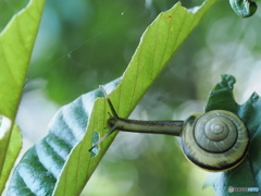 にょい～ん　雨上がりで元気です