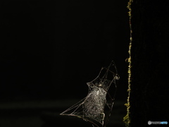 光あびる朝の蜘蛛の巣