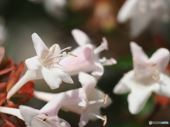よく見かけるけど、花園衝羽根空木って名前なのね
