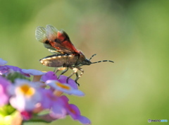 さあ、次の花へ
