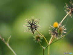 くっつき虫