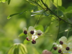 独特なアケビの花