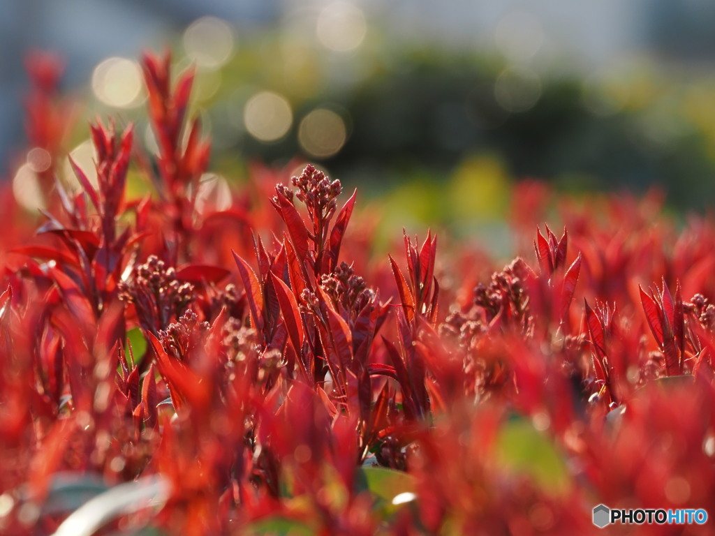 生垣の新芽