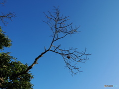 青空に枯れ枝
