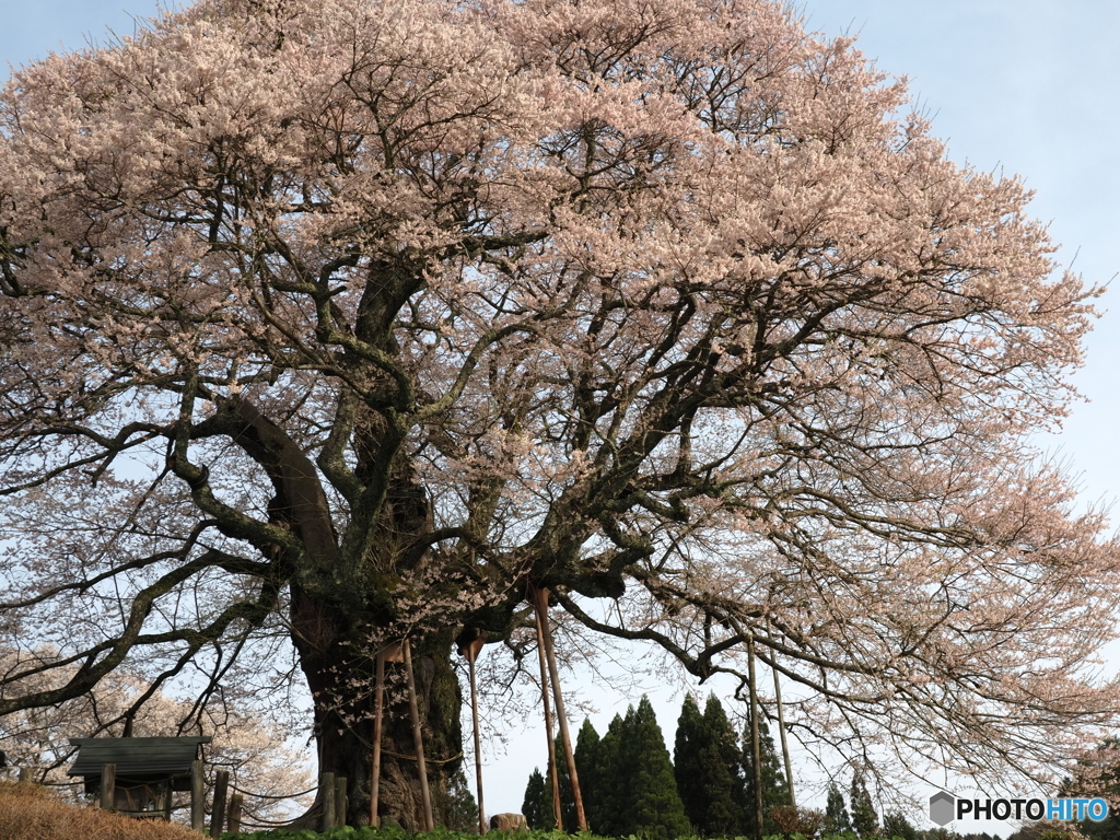 岡山の醍醐桜