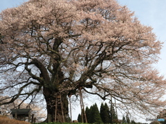 岡山の醍醐桜