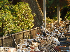 自転車たち
