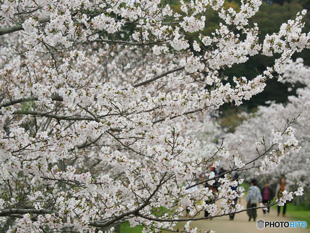 桜並木