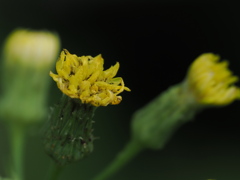 黄色い花