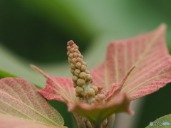これは花？