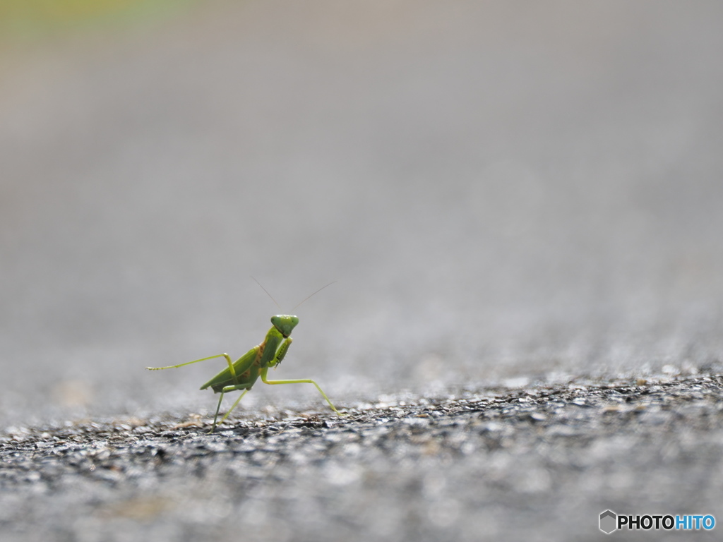 秋のカマキリ