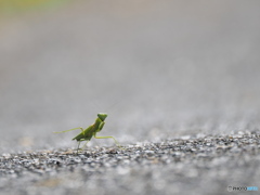 秋のカマキリ