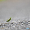 秋のカマキリ