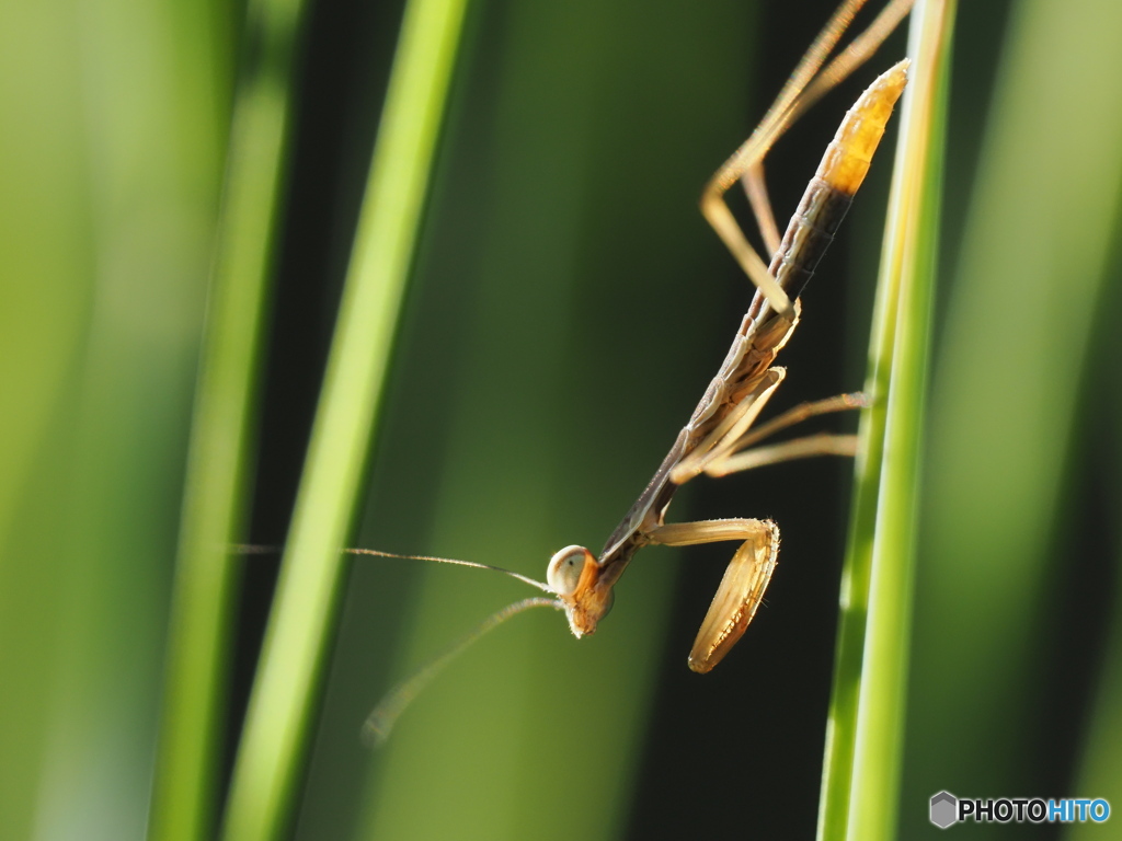 カマキリの子供