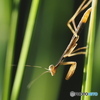 カマキリの子供