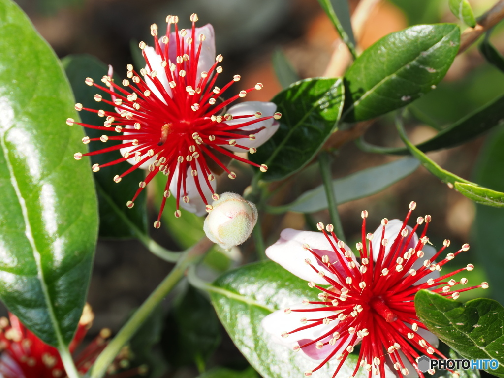赤が鮮やかフェイジョアの花