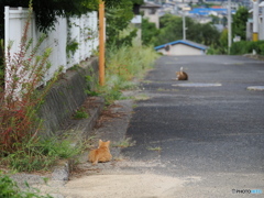 セクシーポーズを遠くから