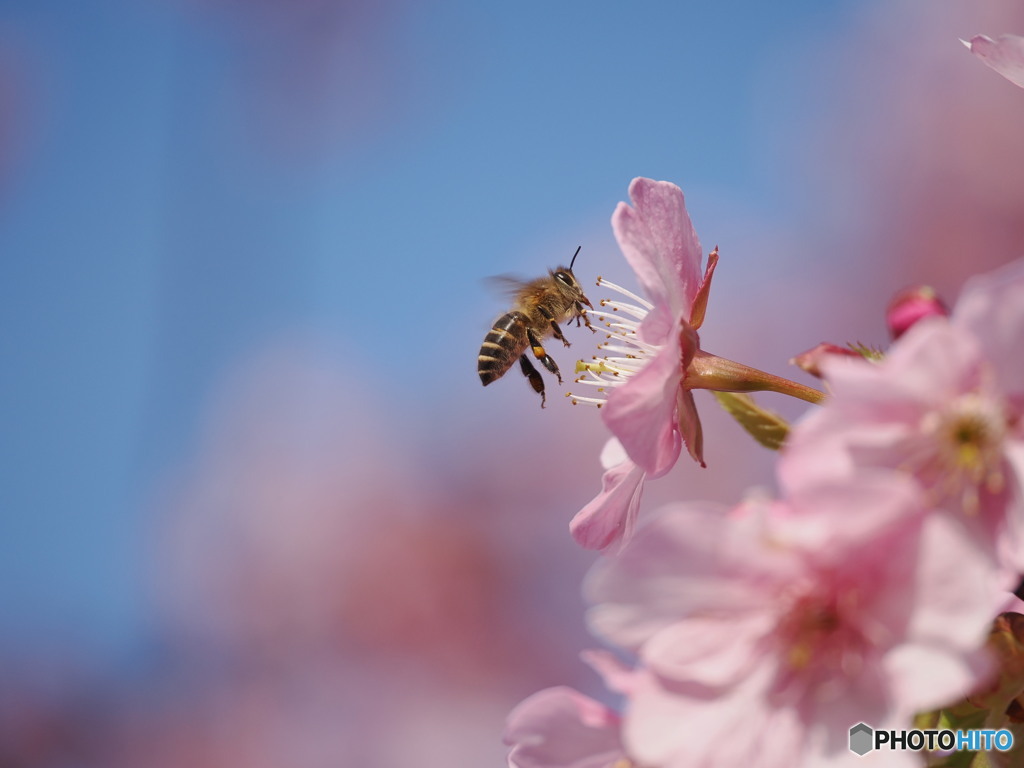 蜜集め