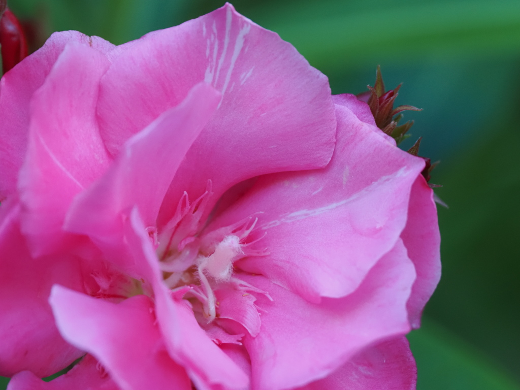 花言葉は危険な愛