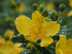 雨の中の黄色い花