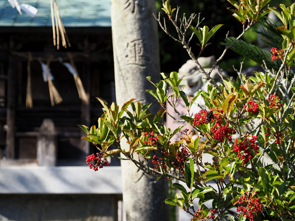 神社のサンゴジュ