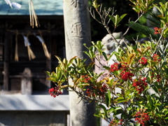 神社のサンゴジュ