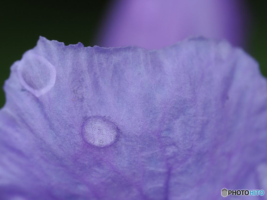 雨のなかの花