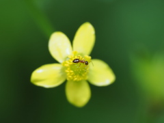 アリも甘いのが好き