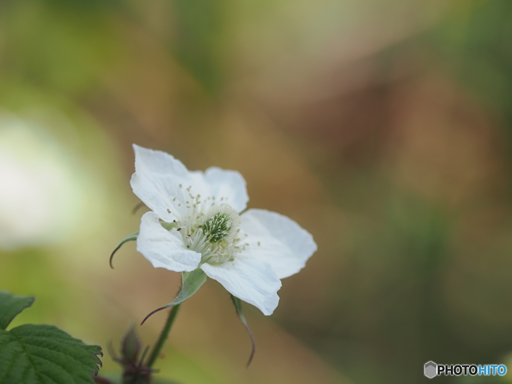 野イチゴの花